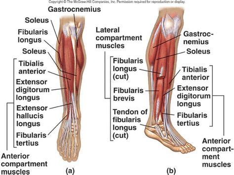 Shin Muscles Diagram