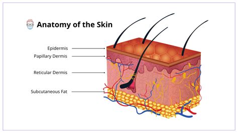 Skin Layers