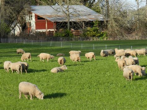 Sheep at Wattenpaugh Farm - Farmland LPFarmland LP