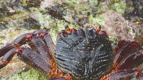 Crab On Rock Beach Closeup Stock Footage Video (100% Royalty-free ...