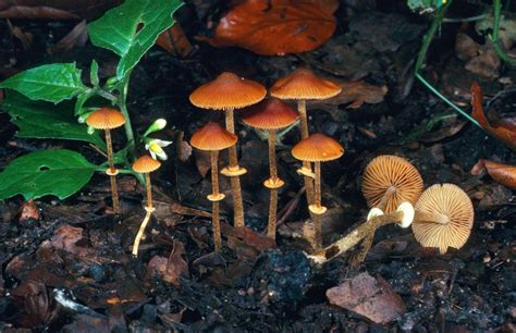 Are Backyard Mushrooms Poisonous - Be Cautious When Picking Mushrooms ...