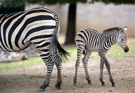 Cute Baby Zebra Stock Photos & Pictures For Facebook - Funnyexpo