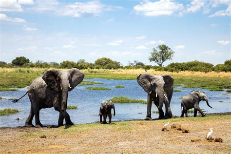 The 9 Best African Safari Tours of 2021