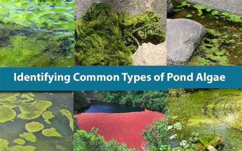 Identifying Common Types of Pond Algae - Nualgi Ponds