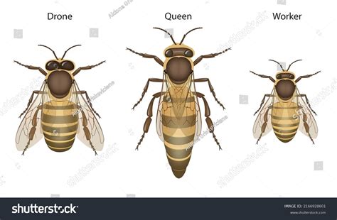 Drone Bee Vs Worker Bee