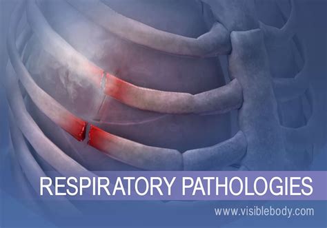 Respiratory Diseases and Disorders | Respiratory Anatomy