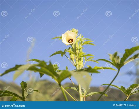 Okra tree and flowers stock photo. Image of gumbo, beauty - 84448172