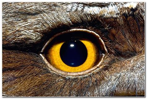 Macro photography of Animal Eyes - Gallery | eBaum's World