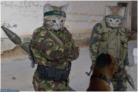 Soldier cats Memes - Imgflip