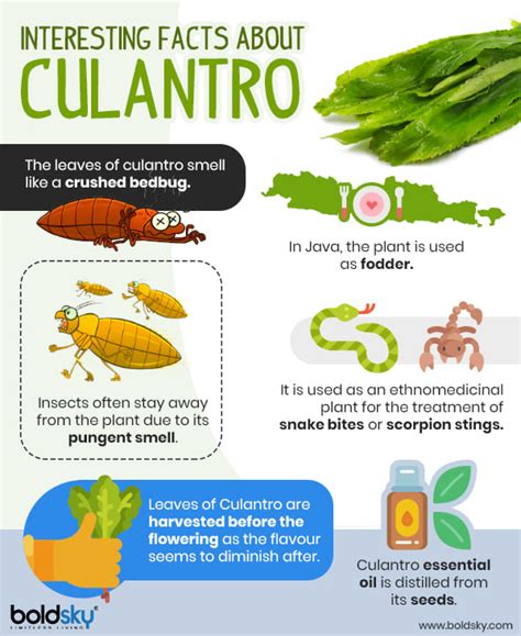 What Is Culantro? Health Benefits, Side Effects And Recipes - Boldsky.com