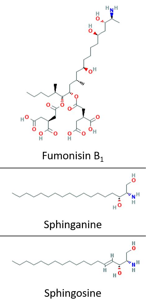 #204: Fumonisins – Fungus Fact Friday