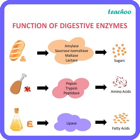 What is the function of digestive enzymes? - Life Proecess Class 10