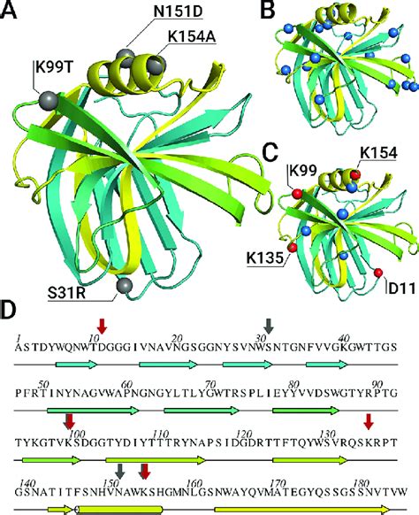 Cartoon representation (A−C) and primary sequence (D) of the wild-type ...