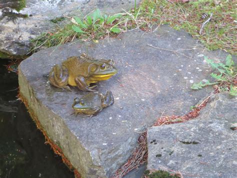 Bullfrog - FrogWatch