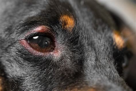 Eye Infections in Dogs: Symptoms and Treatment - Critter Culture