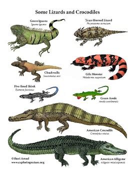 Create a "Reptiles of North America" Long Poster | TPT