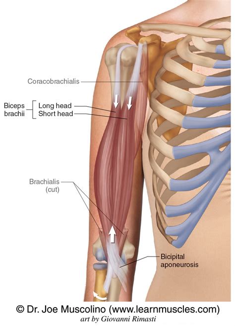 Biceps Brachii - Learn Muscles