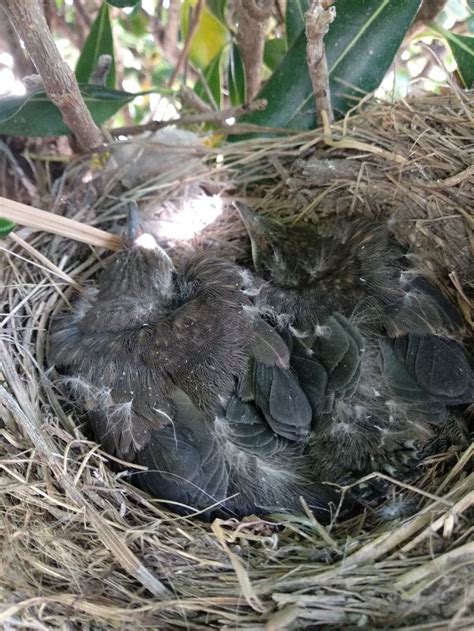 Common Blackbird's nest | Pet birds, Black bird, Bald eagle