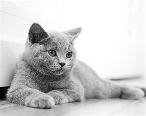 British Shorthair Cat Insurance | Breed Guide | Sainsbury's Bank