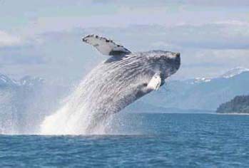 Alaska wildlife, Juneau alaska, Wildlife