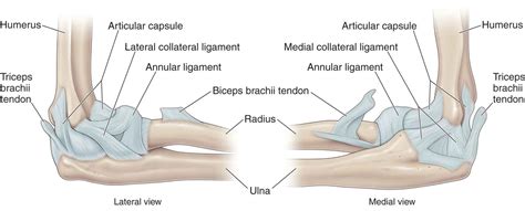 Elbow Tendon Anatomy