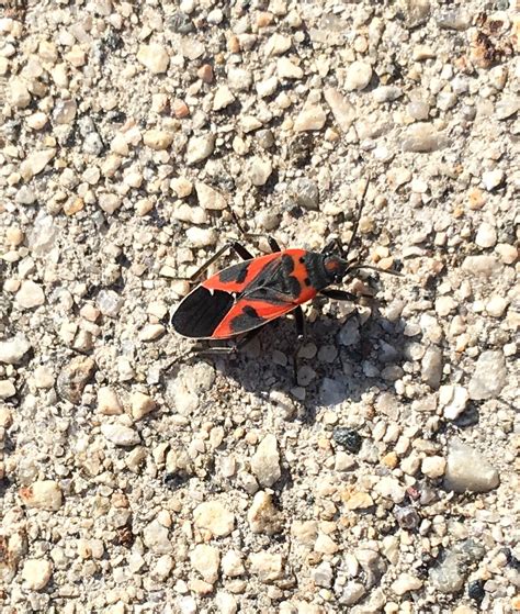 identification - What is this black and red bug? - Gardening ...