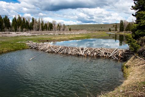 Beaver Dam | A beaver dam slows the water of the Snake River… | Flickr