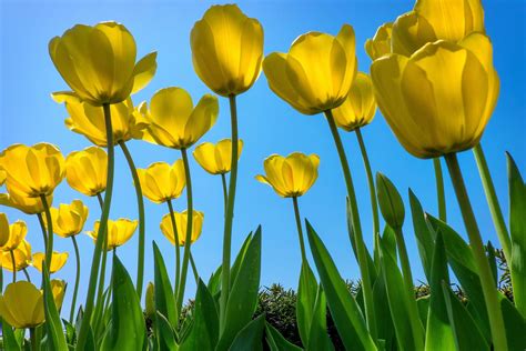 Yellow Tulips / 500px | Yellow tulips, Tulips, Yellow