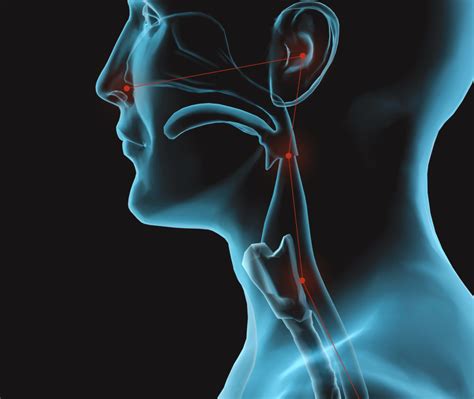 Sinus Ears Nose And Throat Anatomy