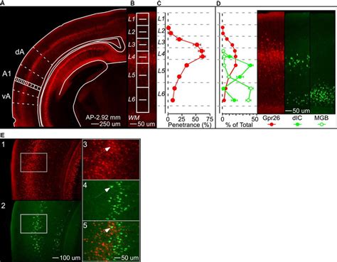 Gpr26 cells form a dense band in layer 4 of auditory cortex. (A) We ...