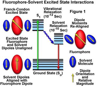 Solvent Effects on Fluorescence Emission - Java Tutorial | Olympus LS