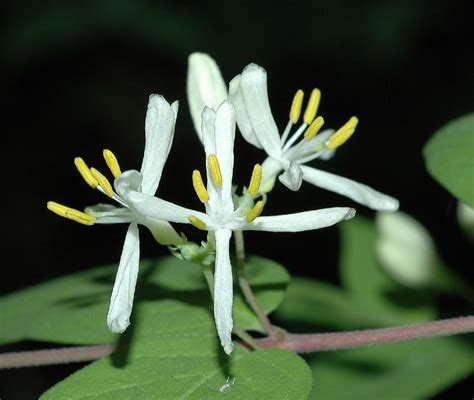 Lonicera morrowii (Caprifoliaceae) image 13237 at