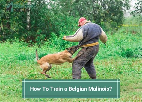 How To Train a Belgian Malinois? Tips, Tricks & A Video! (2024)