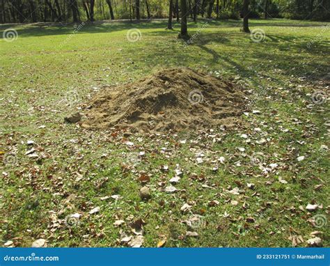 Mound of dirt in a field stock image. Image of shrub - 233121751