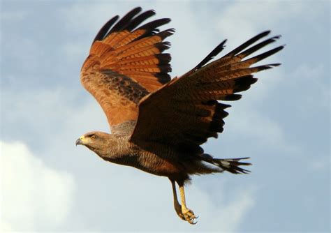 Savanna Hawk - Birds World