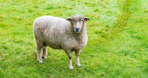 Cotswold Sheep Breed Information, History & Facts - RaisingSheep.net