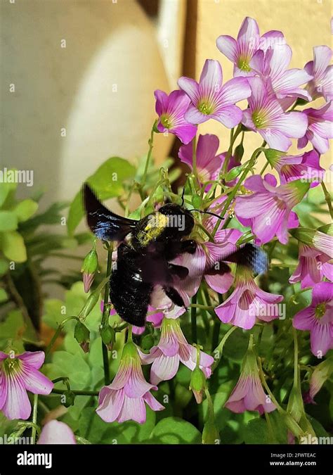 Carpenter bee above the flowers being pollinated Stock Photo - Alamy