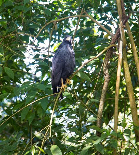 Scott's Images: Osa Peninsula Wildlife