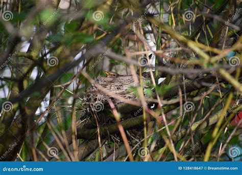 The common blackbird. stock image. Image of female, branch - 128418647