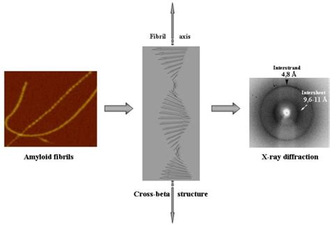 Outline of amyloid fibril structure. Amyloid fibrils are typically ...