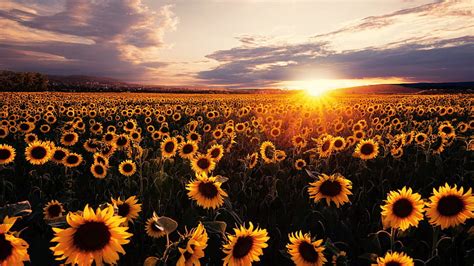 Sunflowers Field Sunrise Laptop Full, , Background, and, Sunflowers, HD ...