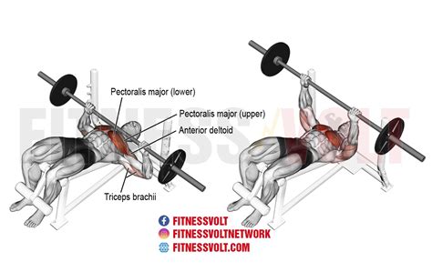 Master the Decline Barbell Bench Press for Bigger Chest & Arms ...