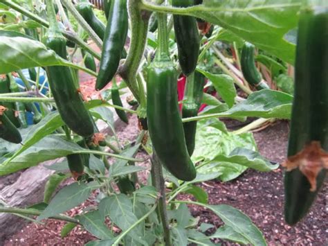 How to Grow Serrano Peppers - Plant Instructions