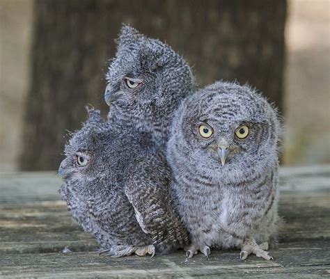 Baby Screech Owls | Baby owls, Owl species, Pet birds