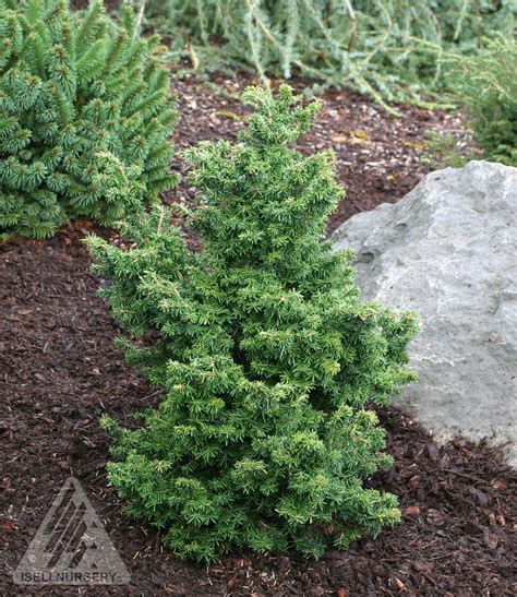 Tsuga canadensis ' Jervis ' Dwarf Canadian Hemlock | Canadian hemlock ...