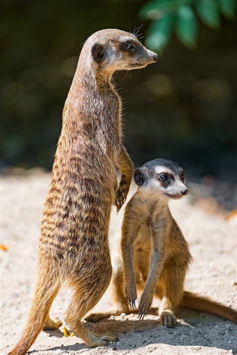 Meerkat HD Wallpapers | High Definiton Wallpaper Compilation