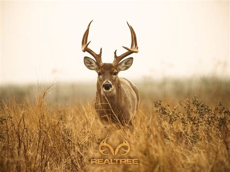 Whitetail Buck Wallpaper