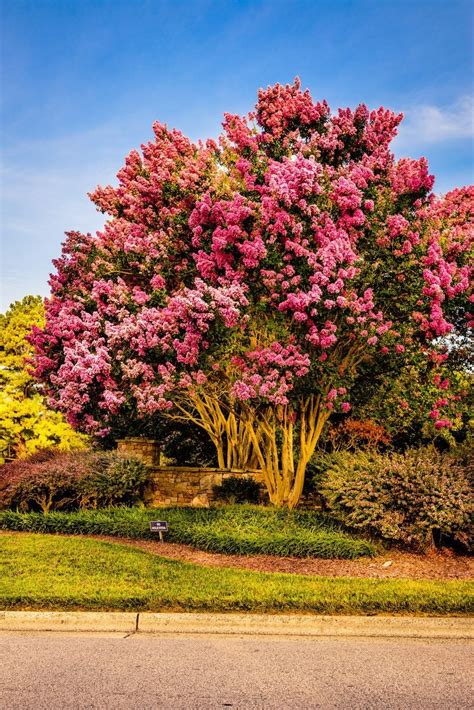 Drought Tolerant Trees For Zone 9 - Learn About Zone 9 Trees With Low ...