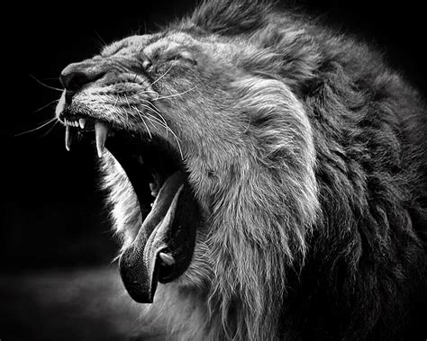 Lion Wallpaper Black and White (50+ images)