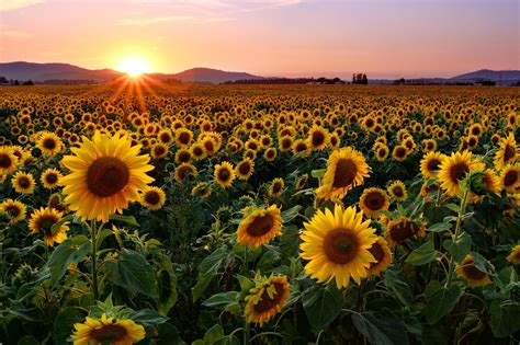 Sunflower Wallpaper Desktop (67+ pictures)